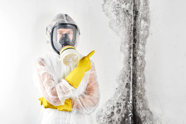 Best Asbestos and Lead Testing During Mold Inspection  in Montebello, NY